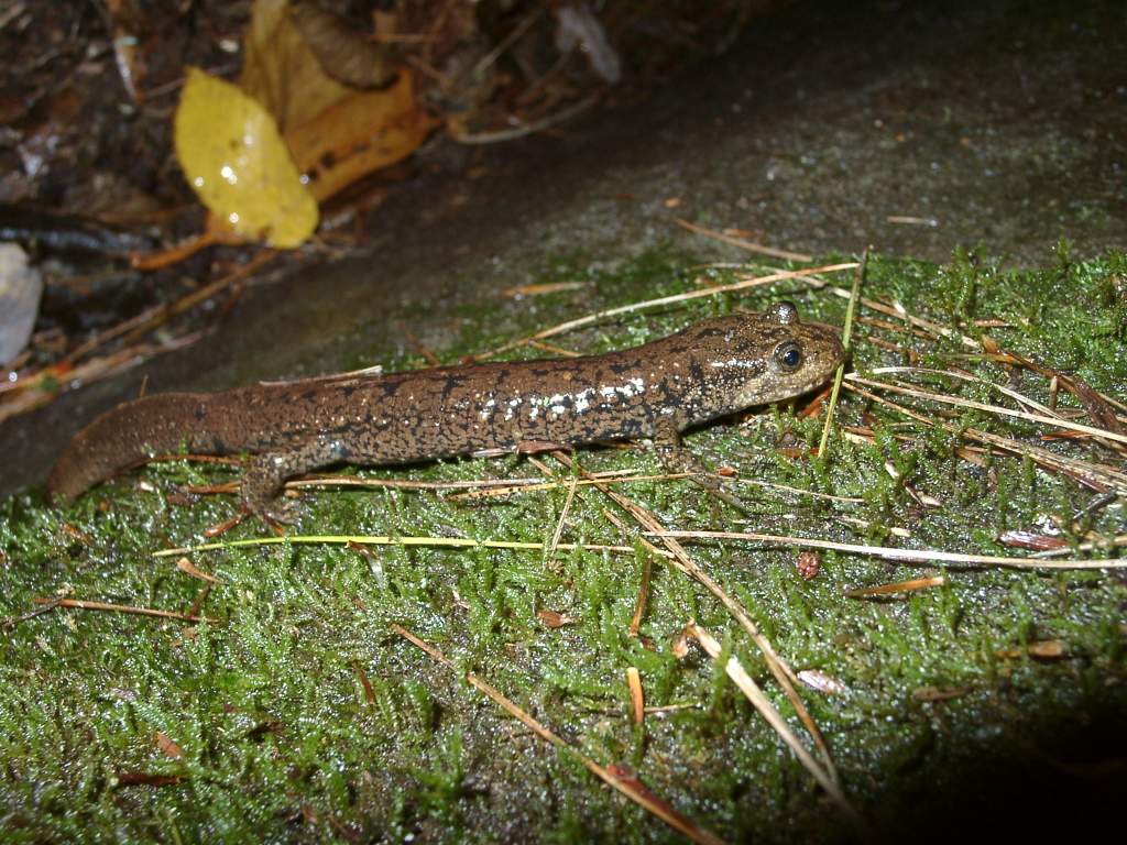 Desmognathus quadramaculatus