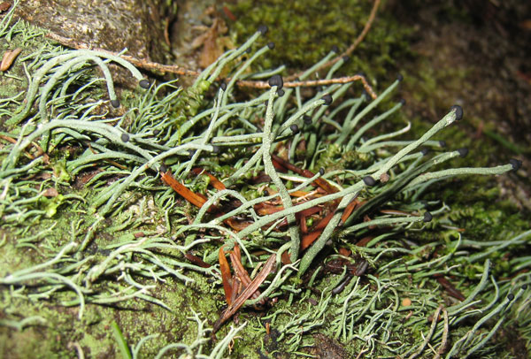 Devils matchstick lichen