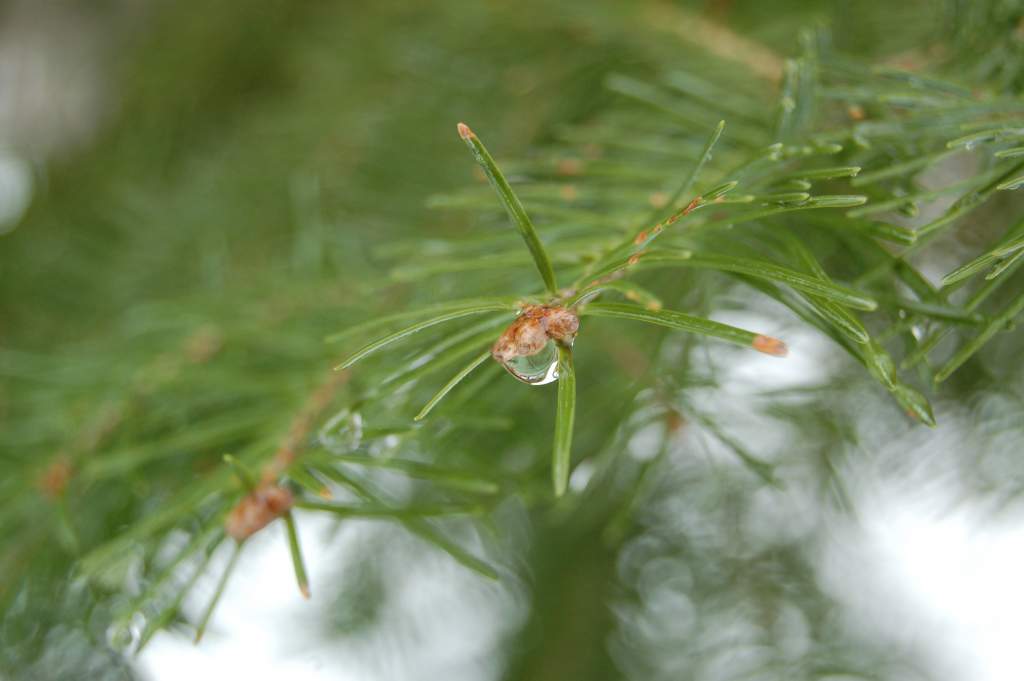 Dew on hemlock.