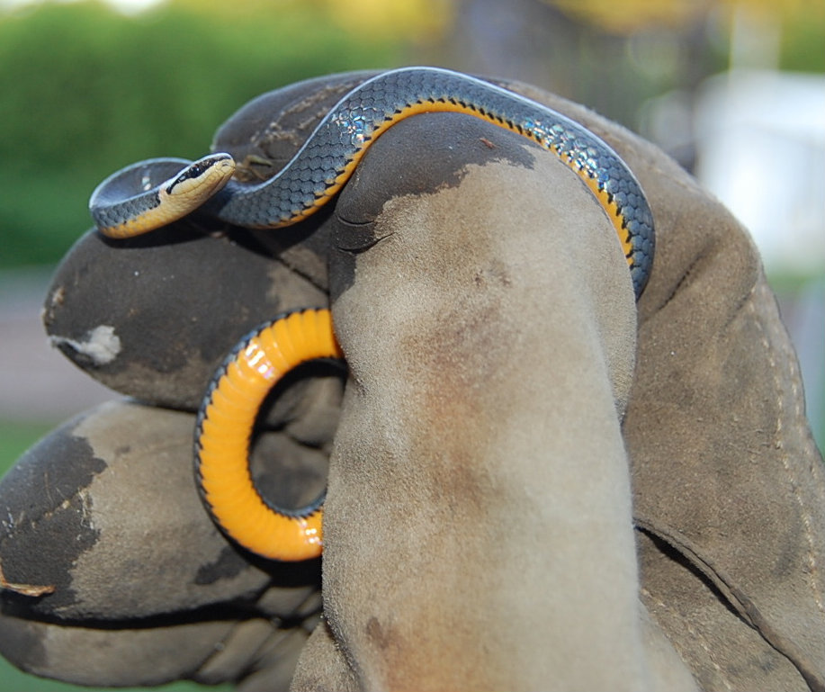 Diadophis Punctuatus (Northern Ringneck Snake)  that I found in my neighbors yard under an old shutter. It was so tame. The scales have such luster!