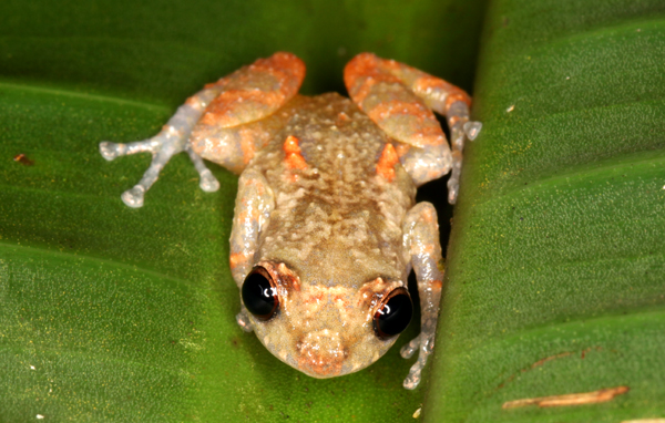 Diasporus diastema