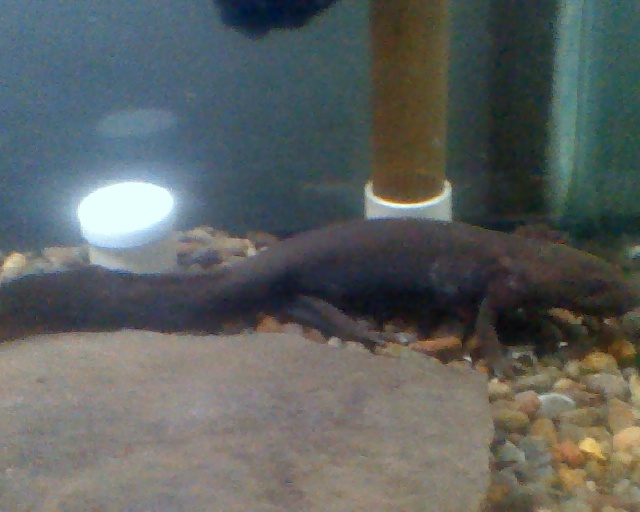 Dicamptodon tenebrosus