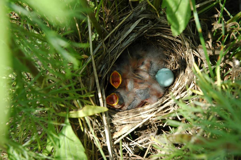 Dickcissels plus egg