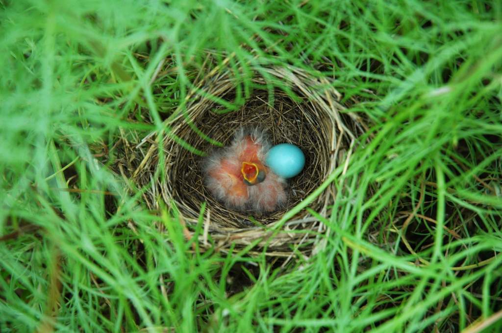 Dickcissels