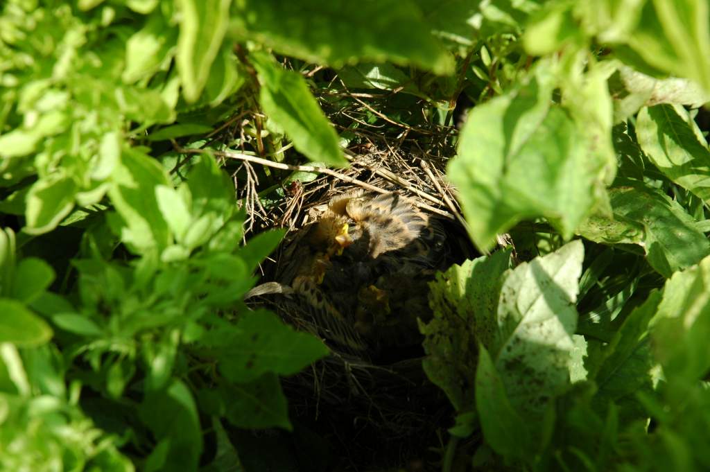 Dickcissels