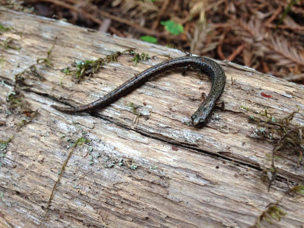 Different color phase of California Slender Salamander (Batrachoseps attenuatus)