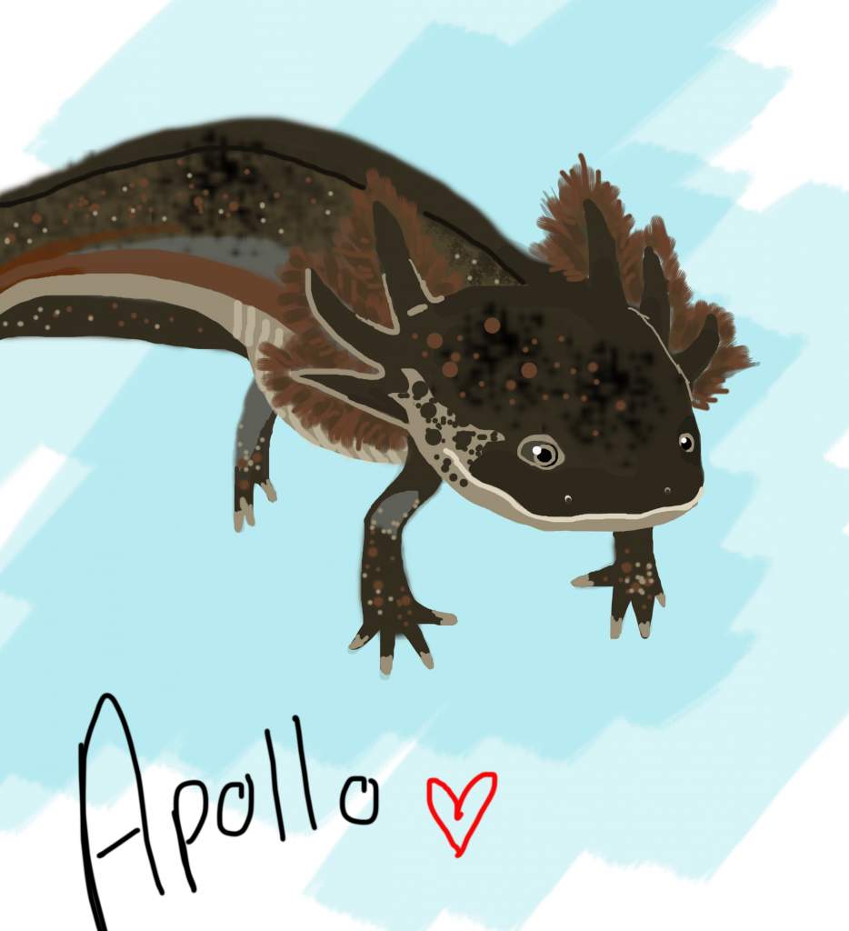 digital drawing of Apollo 
by: Annie Anderson