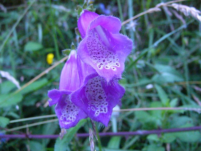 Digitalis purpurea