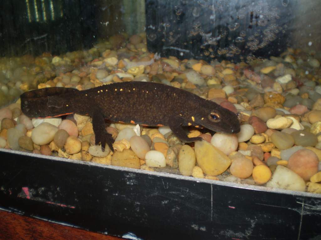 Dino - a Japanese fire-bellied newt who is now on sand.