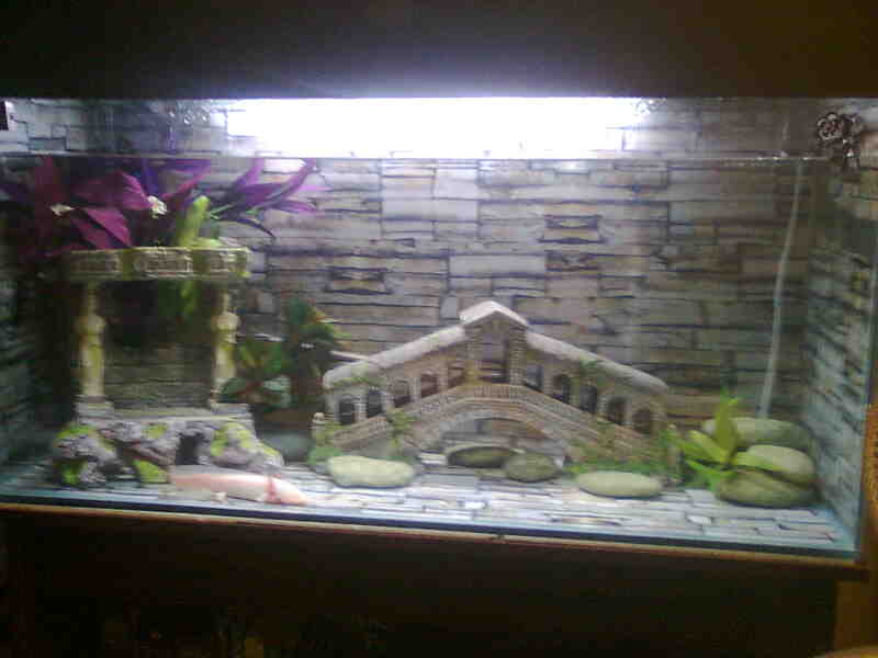 Dio's tank. The light's not normally on. It's just on for the pictures.