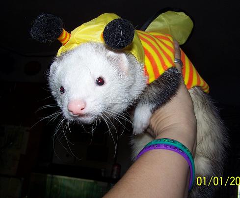 Dipsy wearing Dutzi's bumblebee outfit. He's cross-dressing!!