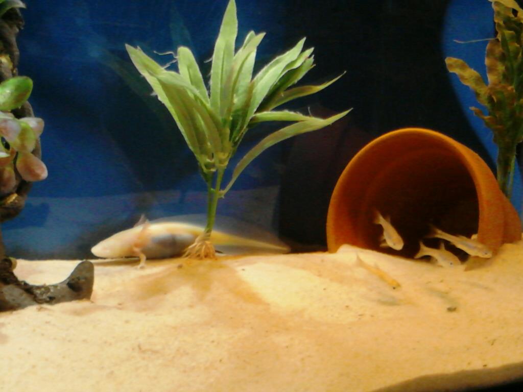 Dobby in his tank. He loved to eat fish!