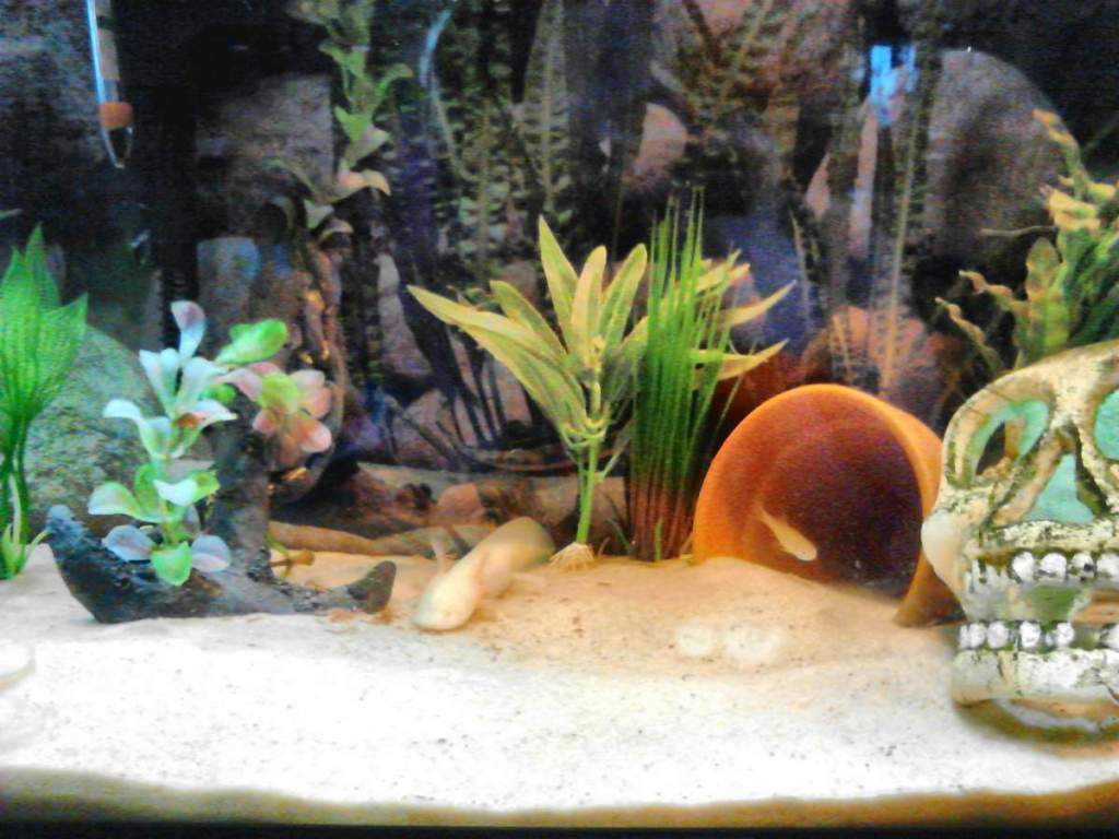 Dobby's tank