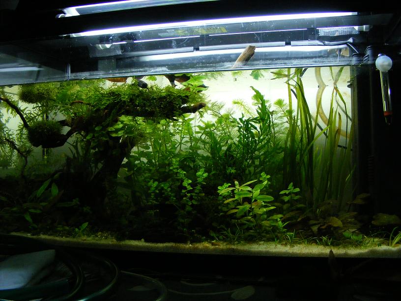 Dobros tank
plants are doing great , time to cut some plants