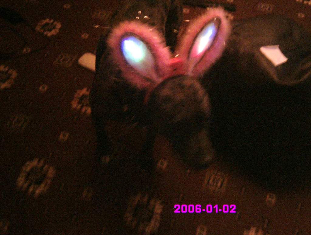 dog with bunnie ears, lol