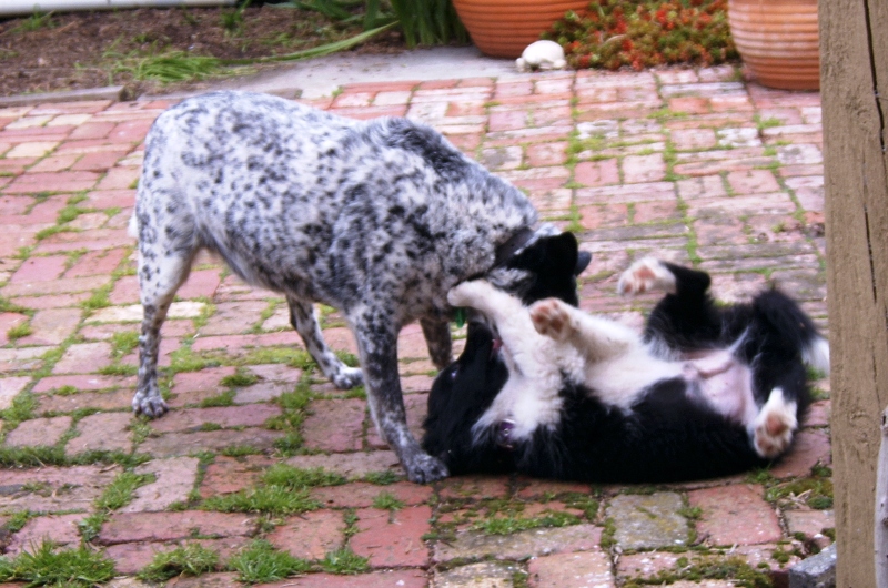 Dogs at play.