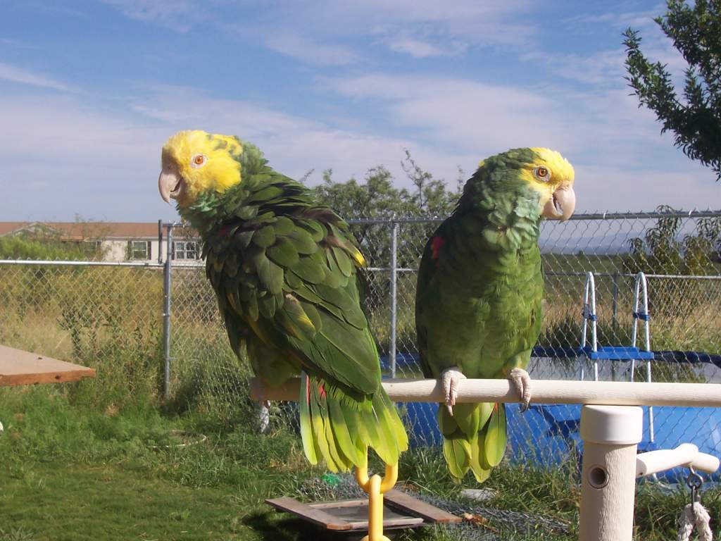 Double yellowhead amazons