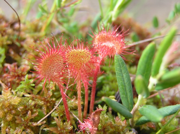 Drosera intermedia, I think.