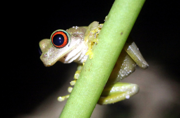 Duellmanohyla rufioculis  - Rufous Eyed Treefrog