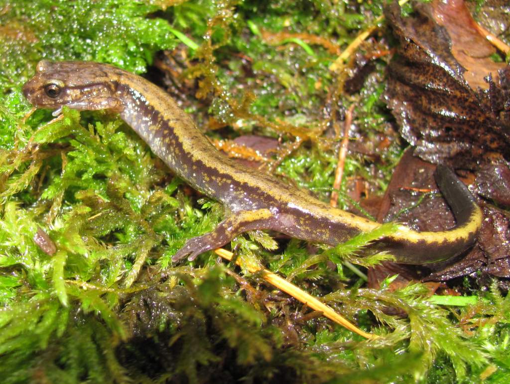 Dunn's Salamander