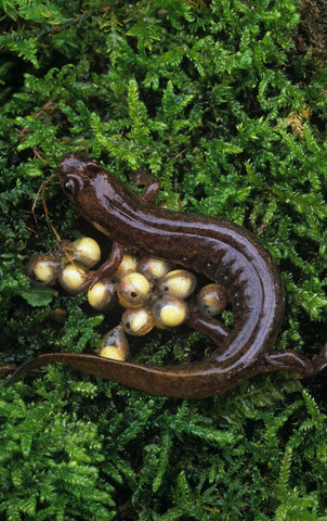 Dusky Salamander (Desmognathus fuscus)