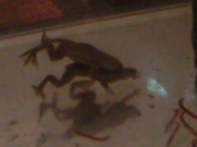 Dwarf clawed frogs mating