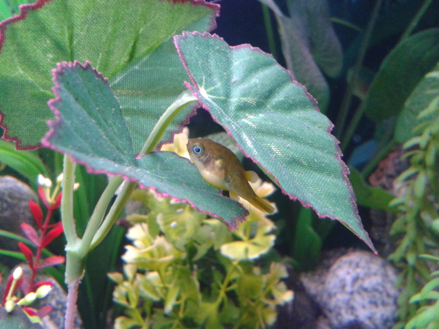 Dwarf puffer