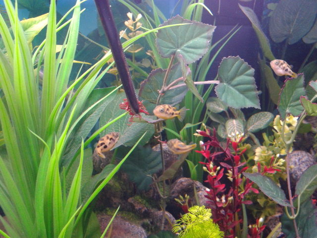 Dwarf puffers being fed