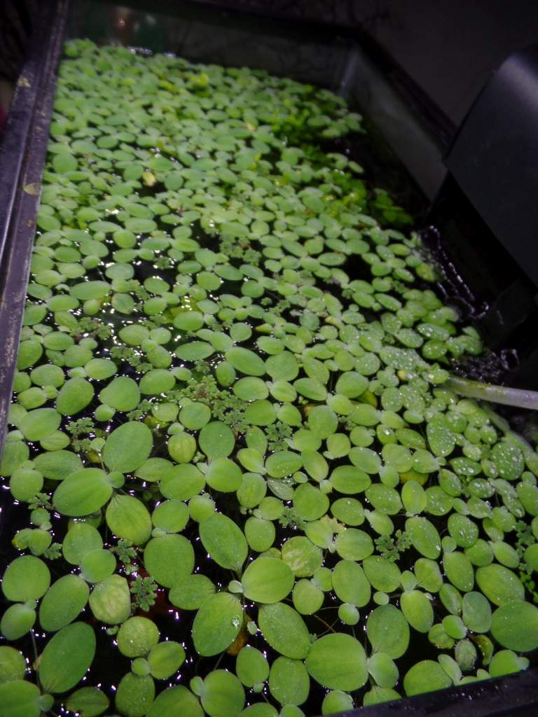 Dwarf water lettuce