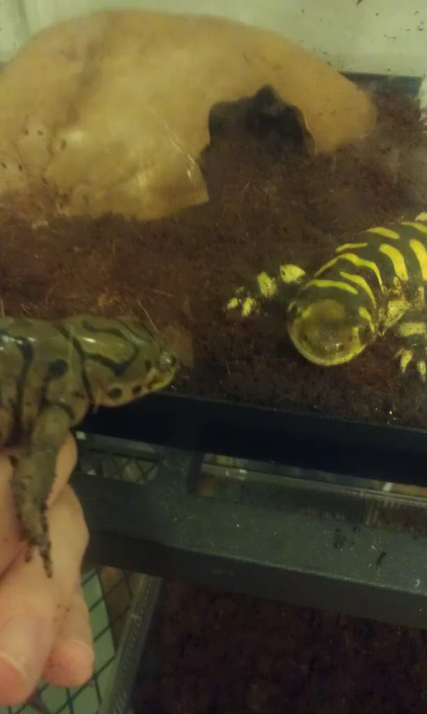 Eastern & Barred Tiger - usually have the substrate deeper in the barred tank, but temporarily have her set-up like this.