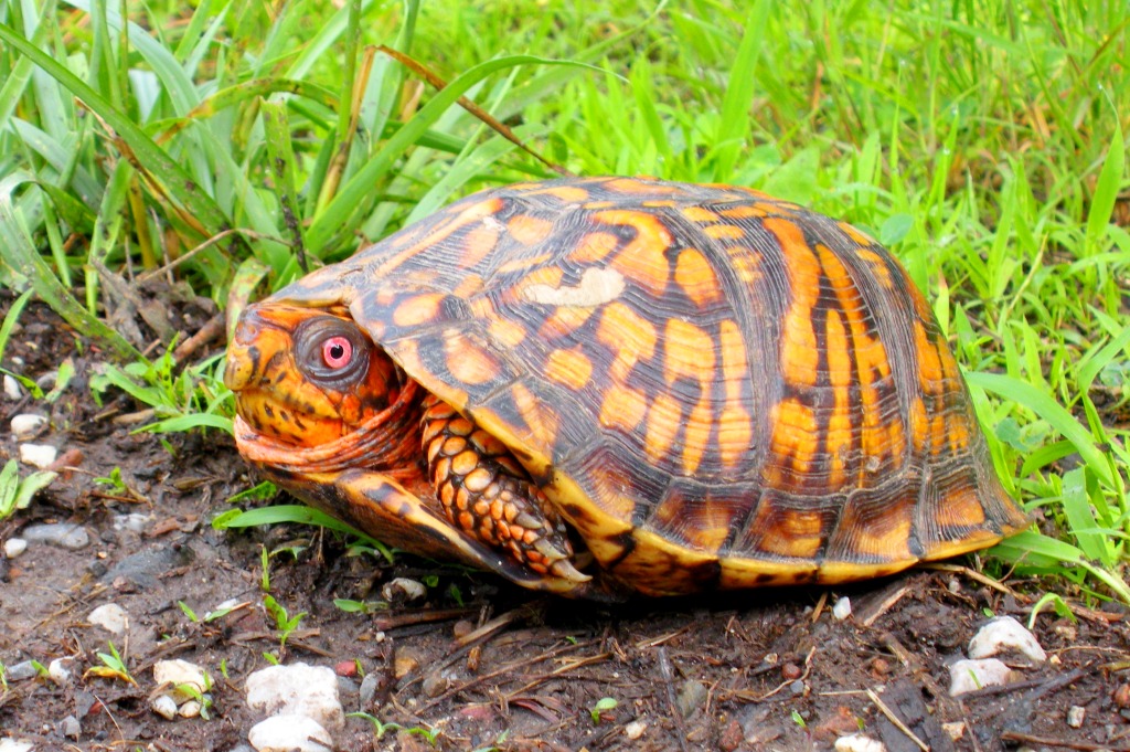 Eastern Box Turtle (male), Terrepene c. carolina