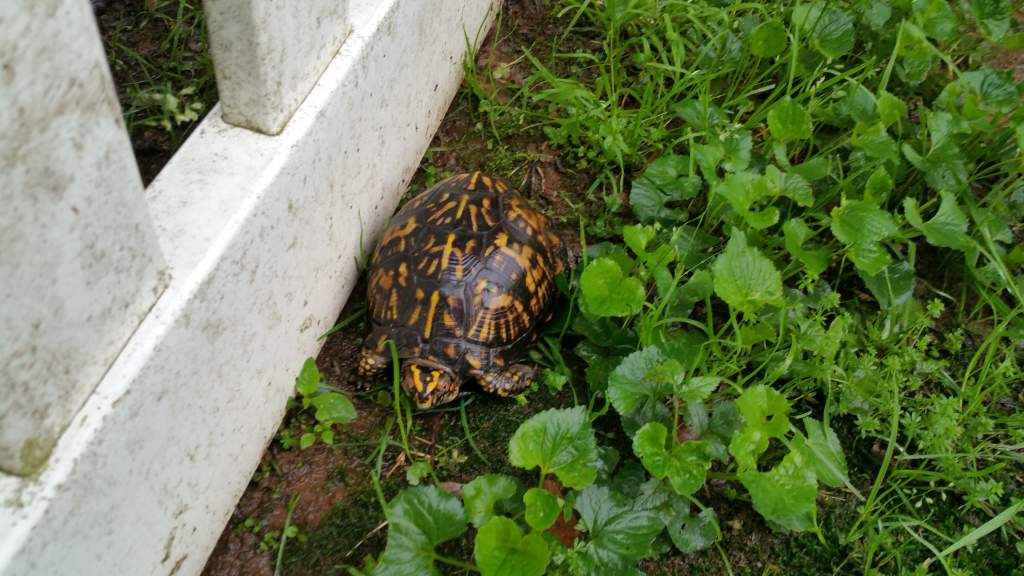 Eastern box turtle (my user picture, and I owned this male for a while before I found out that it was wrong)