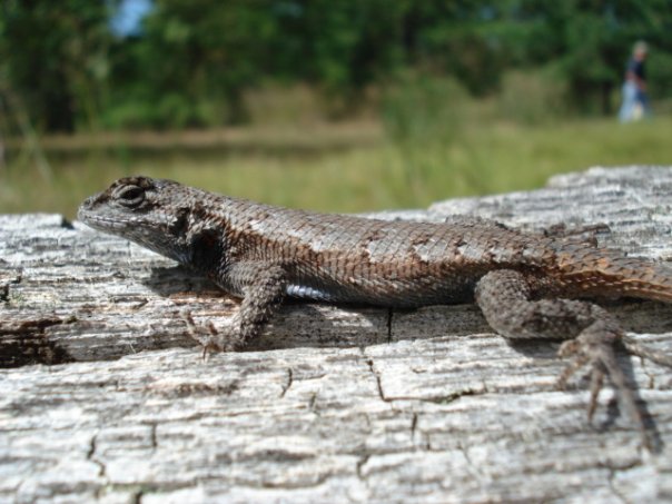 Eastern Fence Lizard (Male)- Pine Barrens, NJ