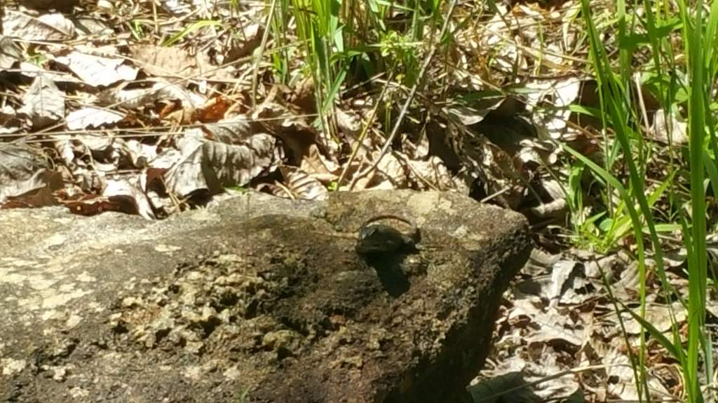 Eastern fence lizard