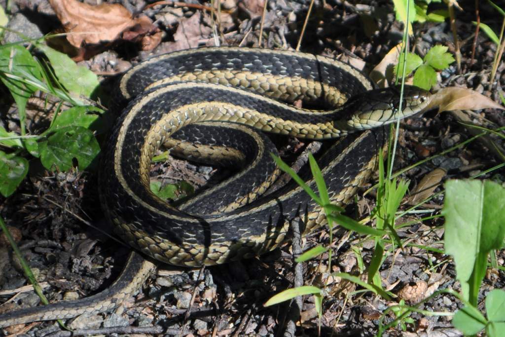 Eastern Garter (Thamnophis sirtalis sirtalis). Found it at the Great Swamp Wildlife Refuge in north New Jersey.