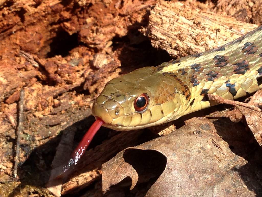 Eastern Gartersnake (Thamnophis sirtalis)