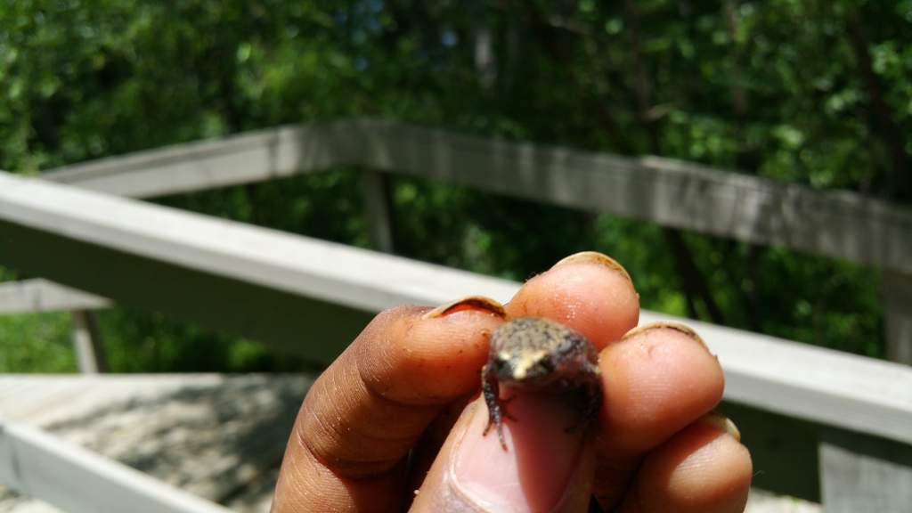 Eastern Narrow-mouthed toad. Second ever individual I have found (Or possibly first, could be the same one twice)