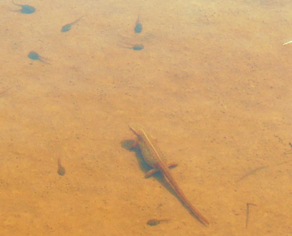 Eastern newt (adult) feasting on American toad tadpoles