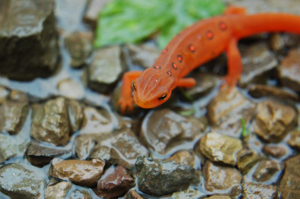 Eastern newt (eft) 2009 Calender winner (December)