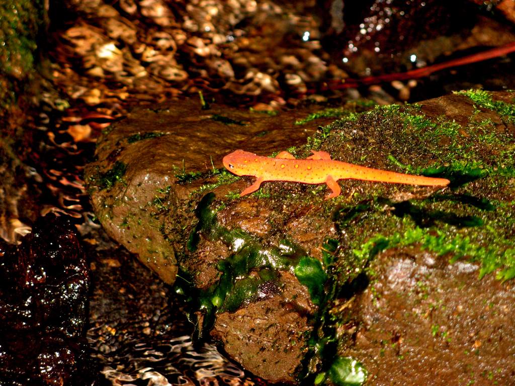 eastern newt eft