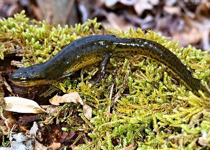 Eastern newt