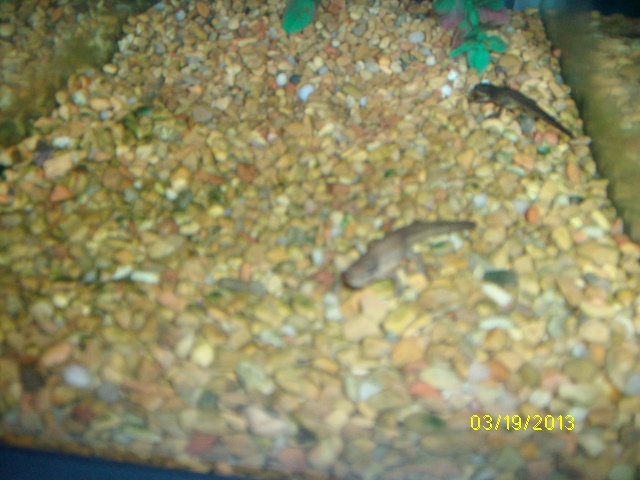 Eastern Newts exploring tank after new arrival.