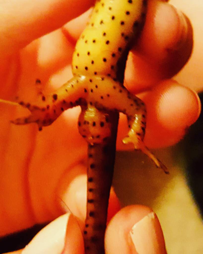 Eastern Red Spotted Newt (Notophthalmus viridescens), Female, Swollen Cloaca. She is one of the newest females we have from a different line. My daugh