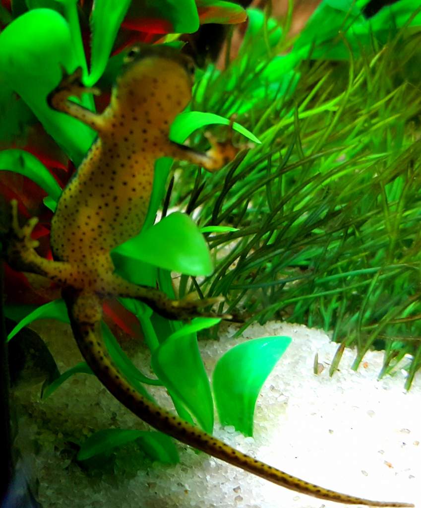 Eastern Red Spotted Newt (Notophthalmus viridescens)
Spotted Belly! So Cute!