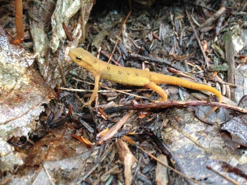 Eastern Red-spotted Newt (Notophthalmus viridescens viridescens)