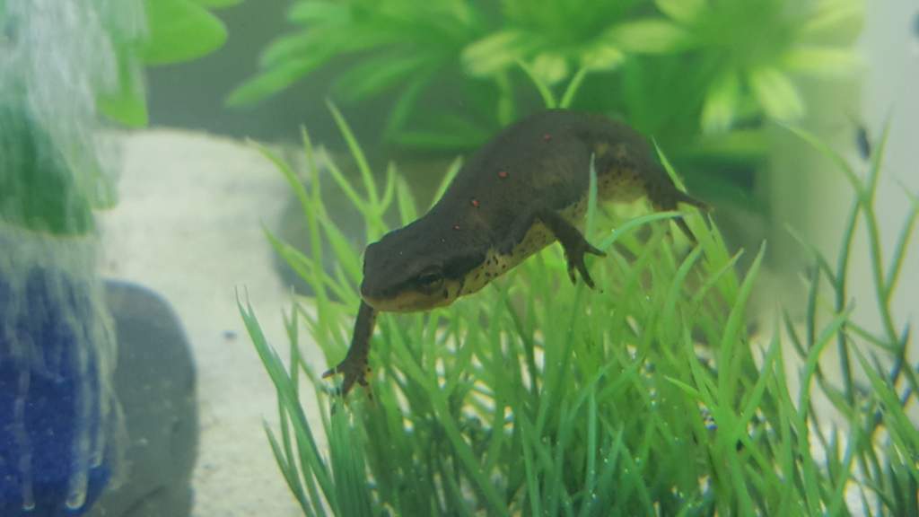 Eastern Red Spotted Newt (Notophthalmus viridescens)