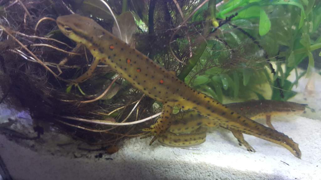 Eastern Red Spotted Newt (Notophthalmus viridescens)