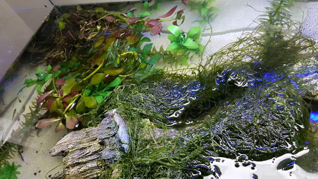 Eastern Red Spotted Newt Setup (Notophthalmus viridescens) Top View of Log and aquatic plants