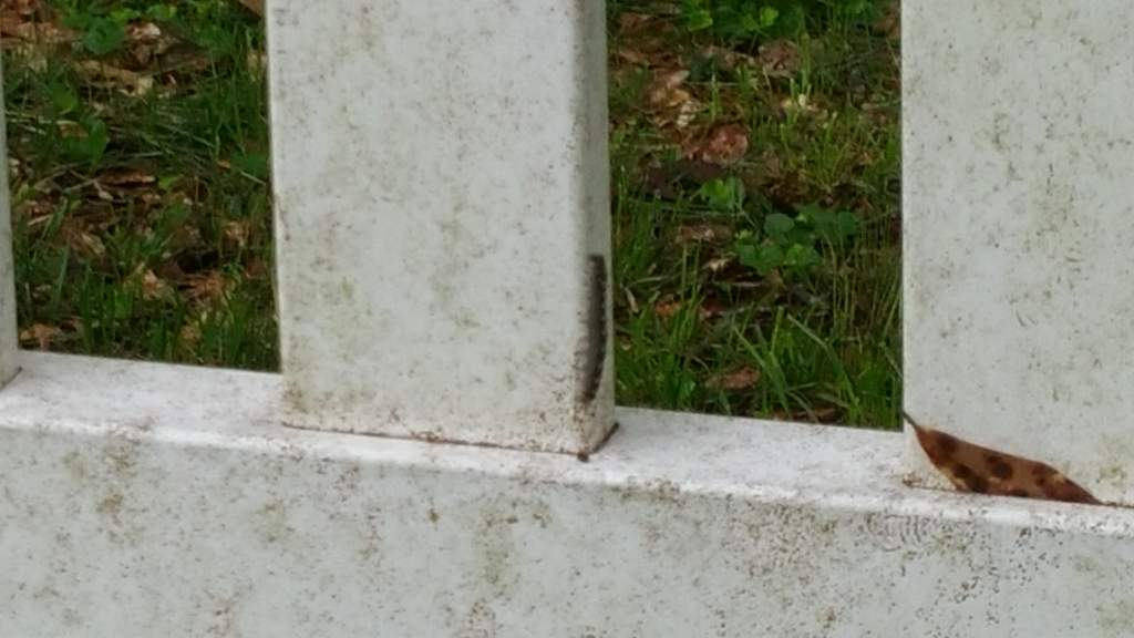 Eastern tent moth caterpillar. Typically see a lot of these guys during spring