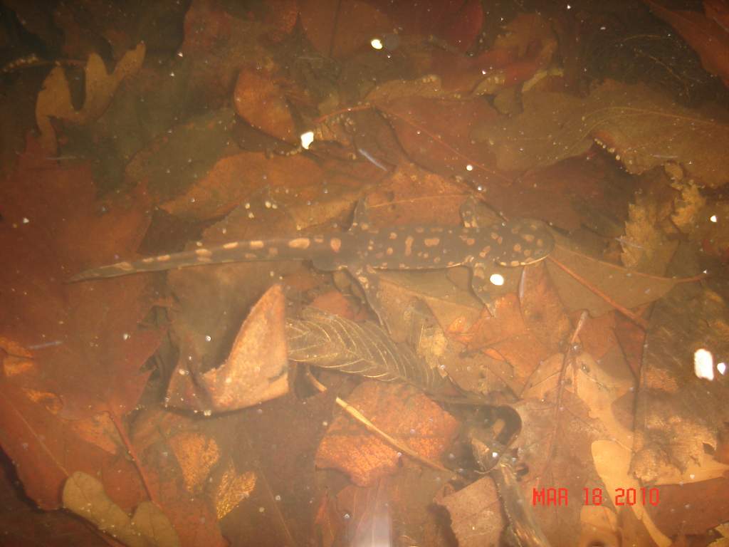 Eastern Tiger (Ambystoma tigrinum tigrinum)